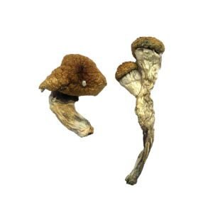 amazonian magic mushrooms 300x300 1
