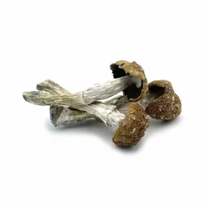 buy magic mushroom online.jpeg (1)