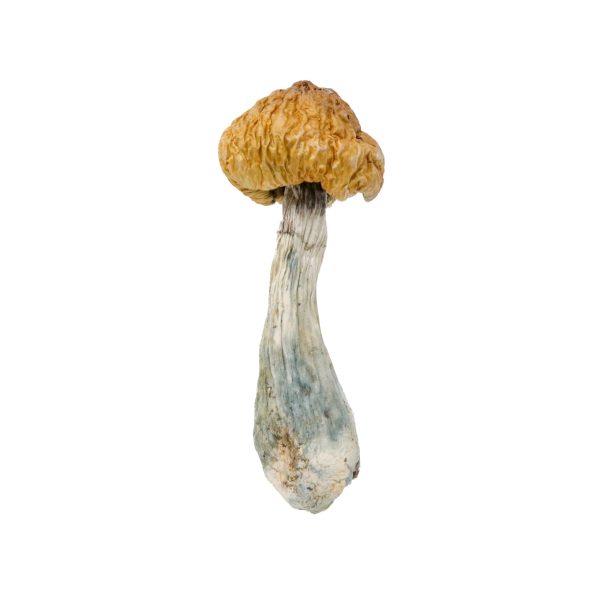 golden teacher golden teacher