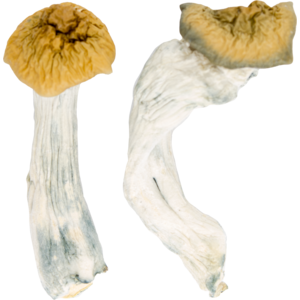 blue meanies cubensis e5ep 300x300 1